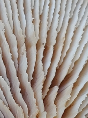 Lentinellus montanus