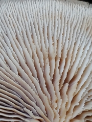 Lentinellus montanus