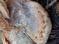 Lentinellus montanus