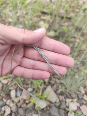 Elymus sibiricus