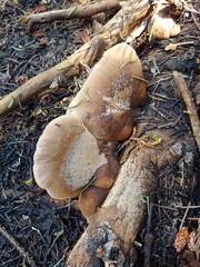 Lentinellus montanus