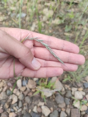 Elymus sibiricus