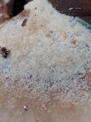 Lentinellus montanus