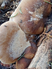 Lentinellus montanus