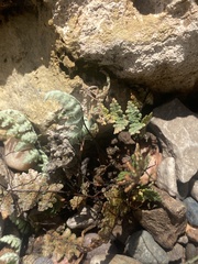 Myriopteris gracilis