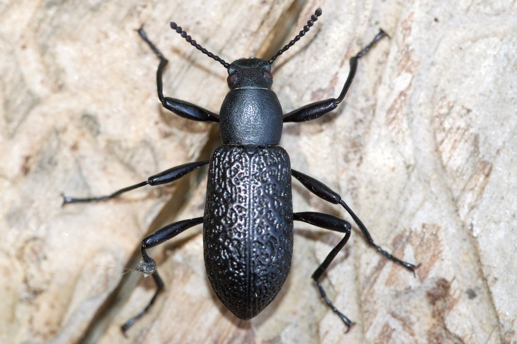 Roughened Darkling Beetle