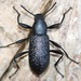 Roughened Darkling Beetle - Photo no rights reserved, uploaded by Owen Strickland