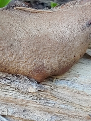 Lentinellus montanus