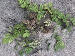 Glehnia littoralis
