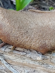 Lentinellus montanus