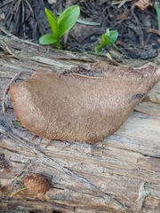 Lentinellus montanus