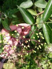 Cryptocephalus guttulatus