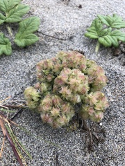 Glehnia littoralis