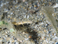 Acentronura breviperula