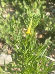 Lithospermum cobrense