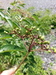 Cryptocephalus guttulatus