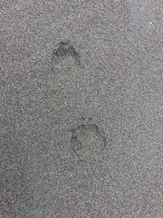 Canis lupus crassodon