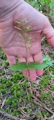 Neottia banksiana