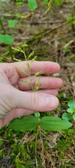 Neottia banksiana
