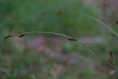 Carex binervis