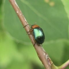 Gastrophysa polygoni