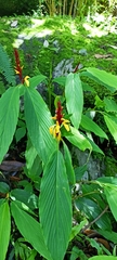 Cautleya spicata