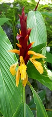 Cautleya spicata