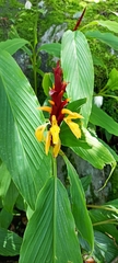 Cautleya spicata
