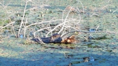 Chrysemys picta marginata