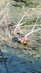 Chrysemys picta marginata