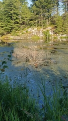 Chrysemys picta marginata