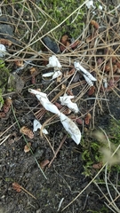 Chrysemys picta marginata