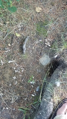 Chrysemys picta marginata