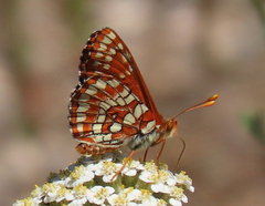 Euphydryas chalcedona sierra