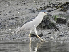 Nycticorax nycticorax