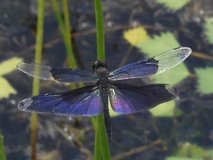 Rhyothemis fuliginosa