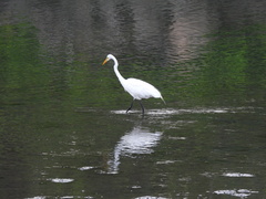 Ardea alba