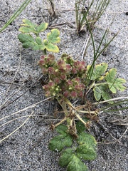 Glehnia littoralis