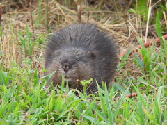 Ondatra zibethicus