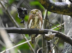 Glaucidium palmarum
