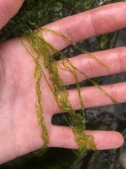 Ulva linza