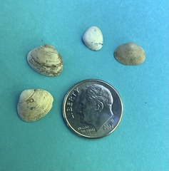 Sphaerium striatinum