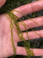 Ulva linza