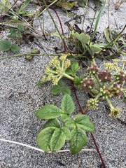 Glehnia littoralis