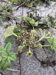Glehnia littoralis
