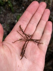 Cryptosiphonia woodii