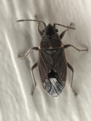 Lygaeospilus tripunctatus