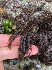 Cryptosiphonia woodii