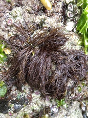 Cryptosiphonia woodii