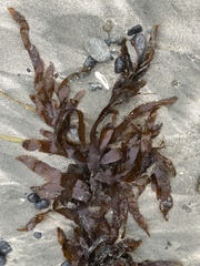 Desmarestia herbacea